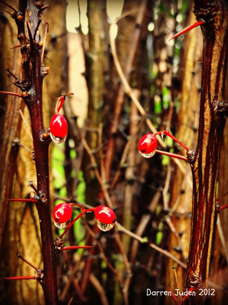 Red Berry Drops. by darrenboyj