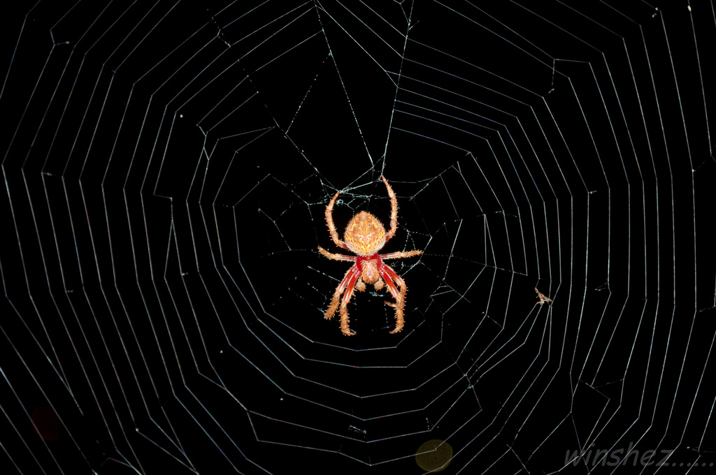 spider in the dark by winshez