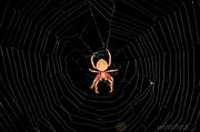 29th Dec 2012 - spider in the dark