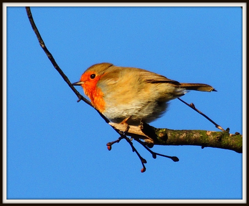 Boxing Day robin from Wood Lane by rosiekind
