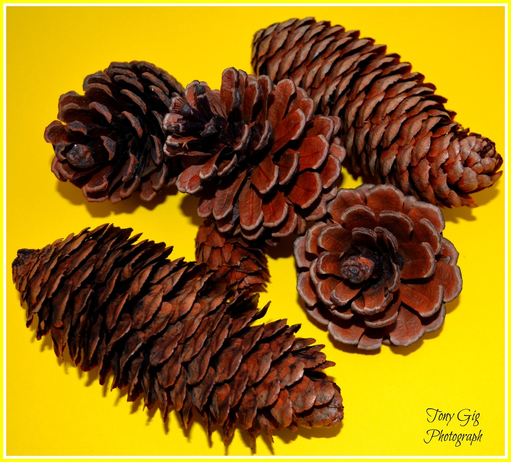 Pine Cones by tonygig