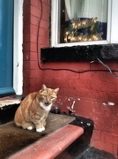 27th Dec 2012 - Neighbourhood Cat