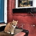 Neighbourhood Cat by rich57