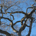 Gnarly Tree by falcon11