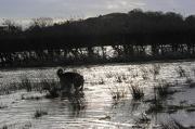 23rd Dec 2012 - Walking in a Winter Waterland