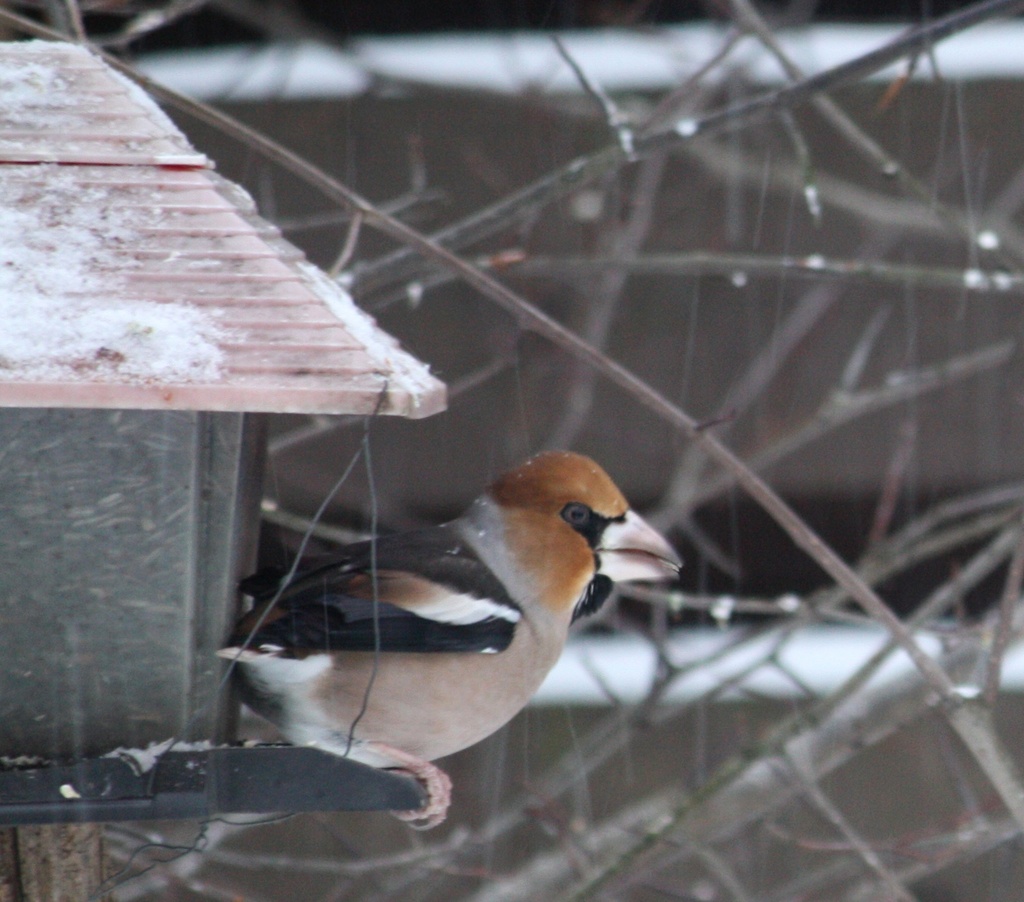 Hawfinch (Coccothraustes coccothraustes) Nokkavarpunen, Stenknäck  by annelis