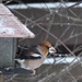 Hawfinch (Coccothraustes coccothraustes) Nokkavarpunen, Stenknäck  by annelis