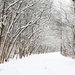 Winter Splendor by alophoto