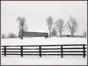 27th Dec 2012 - Horses Grazing in the Snow 