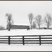 Horses Grazing in the Snow  by cindymc