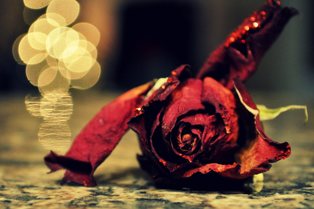 Dead Rose with Bokeh by andycoleborn