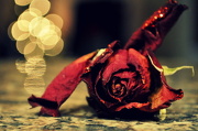 28th Dec 2012 - Dead Rose with Bokeh