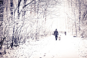 29th Dec 2012 - Walking In A Winter Wonderland