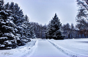 29th Dec 2012 - Winter Pines
