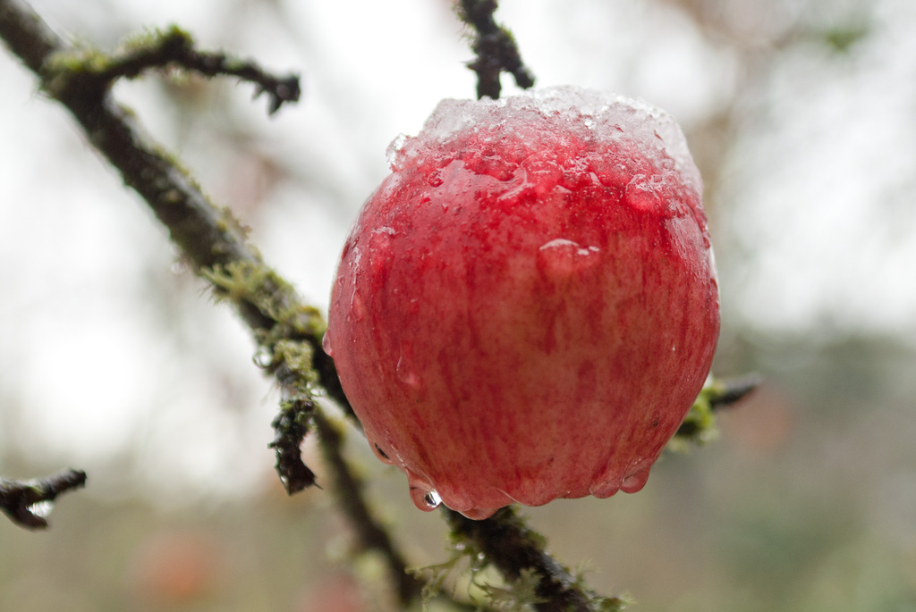 Crisp Cold Apple by vickisfotos