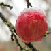 Crisp Cold Apple by vickisfotos