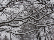 29th Dec 2012 - Snowy Branches
