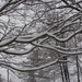 Snowy Branches by julie