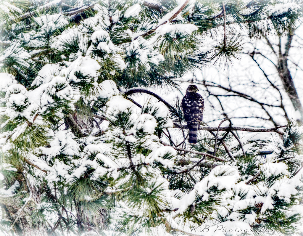 Winter Hawk by myhrhelper