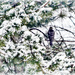 Winter Hawk by myhrhelper