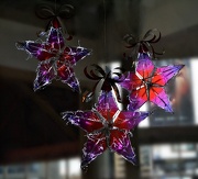 29th Dec 2012 - star lanterns