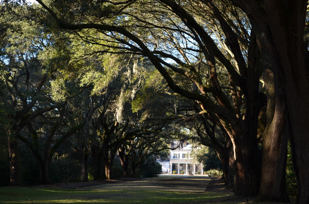 Avenue of Oaks by congaree