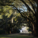 Avenue of Oaks by congaree