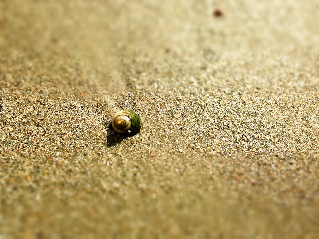 Seashell on a golden beach  by cocobella