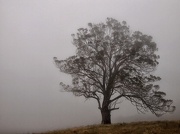 30th Dec 2012 - Big gum