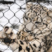 Snow Leopard sucking his "thumb" by cdonohoue