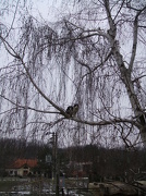 30th Dec 2012 - Cat on the tree