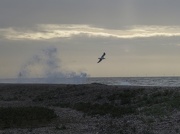 30th Dec 2012 - Big sea and lonely gull