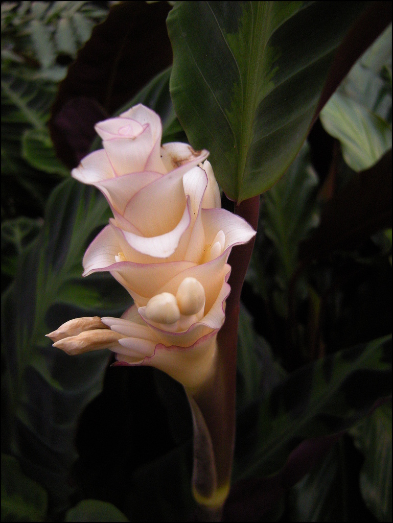  Calathea blooming by pyrrhula