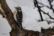 30th Dec 2012 - Downy Woodpecker