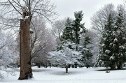 29th Dec 2012 - Snowy Day