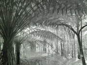 30th Dec 2012 - B&W infrared 850nm - tree ferns off Maroondah Hwy near Healesville 