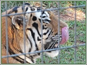31st Dec 2012 - Tiger