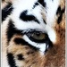 Eye Of The Tiger by carolmw