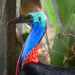 Mister Cassowary  by cocobella