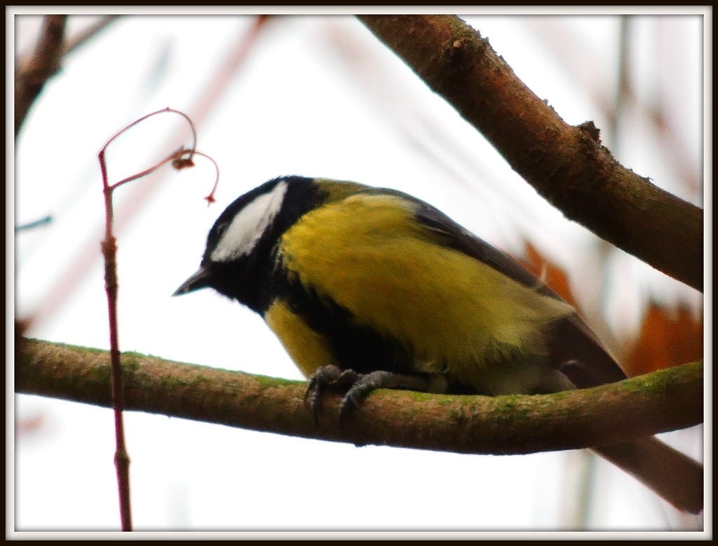 Great Tit near cycle track by rosiekind