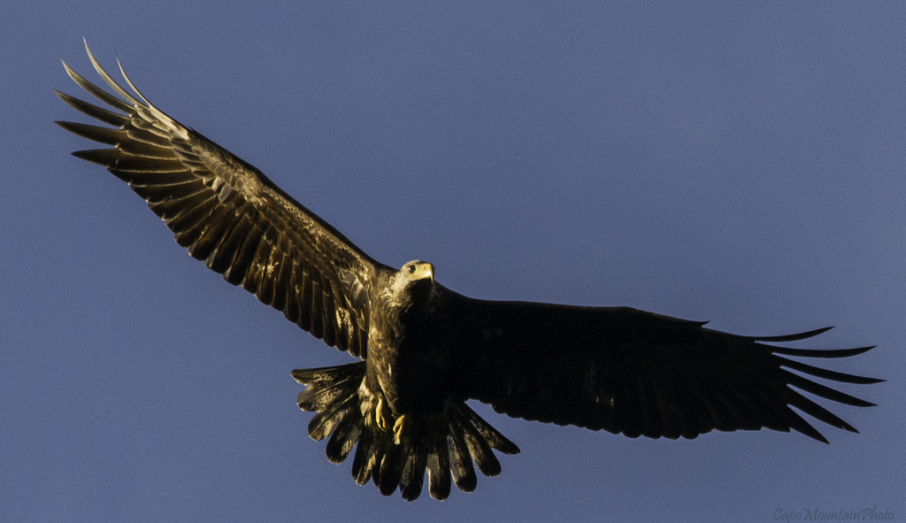 Juvenile Bald Eagle in Flight by jgpittenger