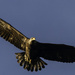 Juvenile Bald Eagle in Flight by jgpittenger