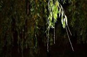 25th Jul 2010 - Weeping willow