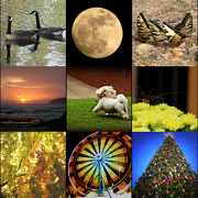 31st Dec 2012 - 9 month collage