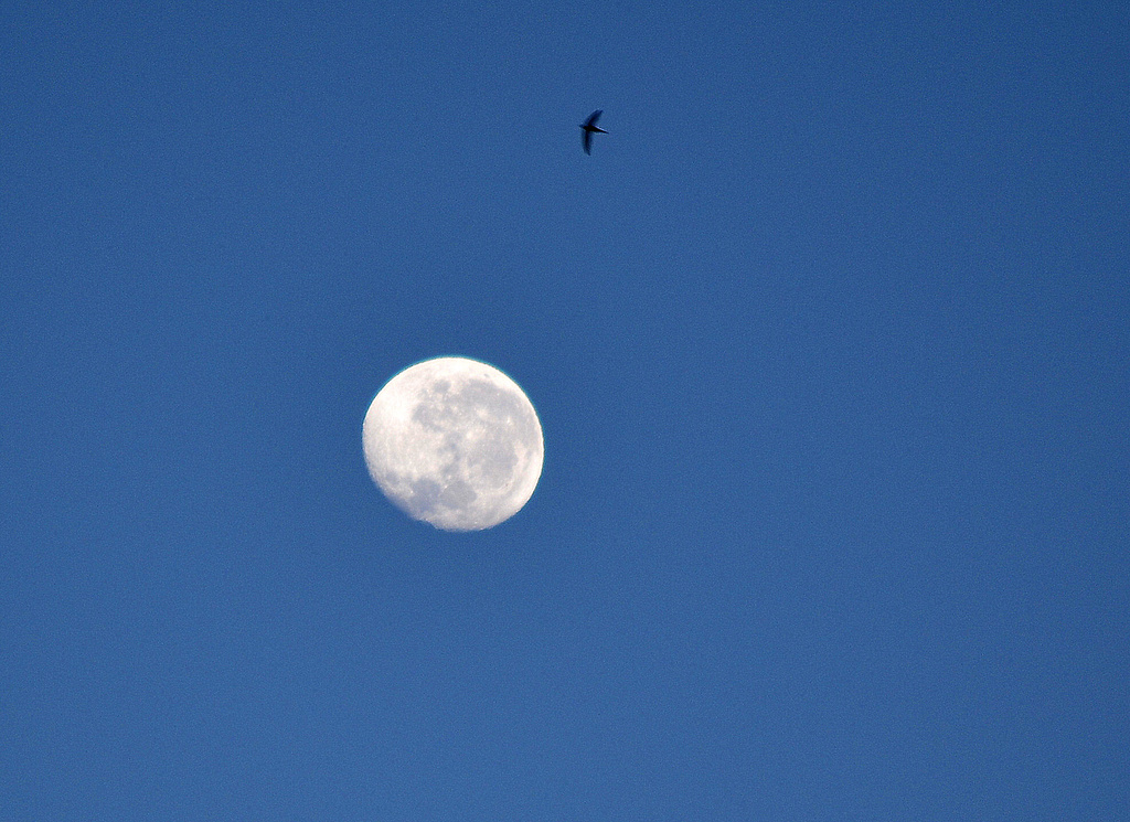 Bird and Moon by salza