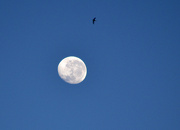 31st Dec 2012 - Bird and Moon