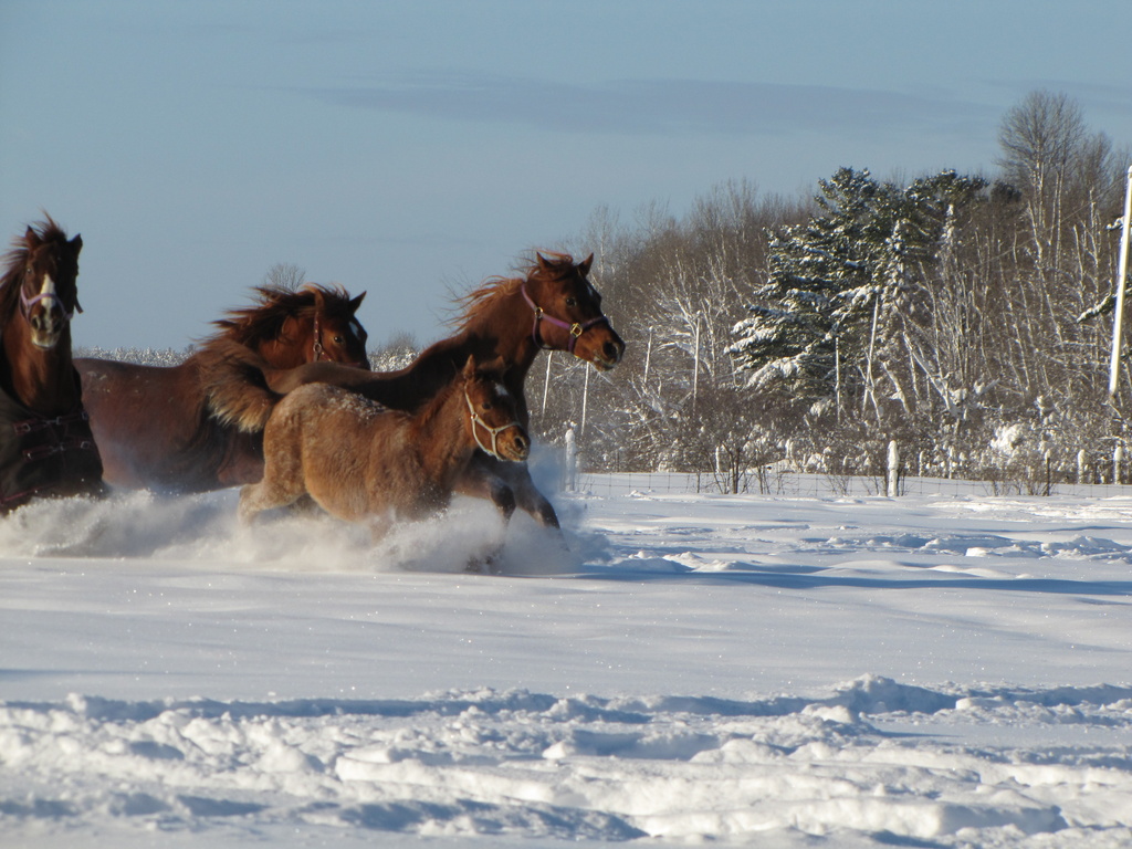 Winter Horses by kathyo