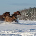 Winter Horses by kathyo
