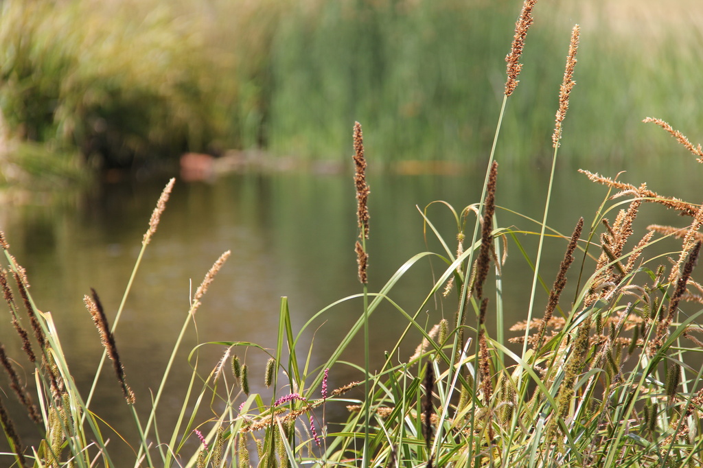 Reeds in a pond by pictureme
