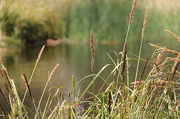 1st Jan 2013 - Reeds in a pond
